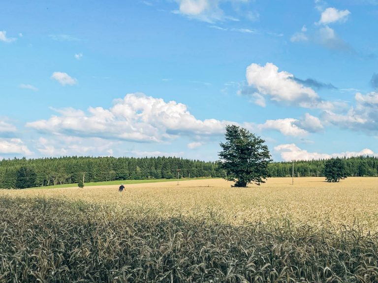 Ab durch's Kornfeld