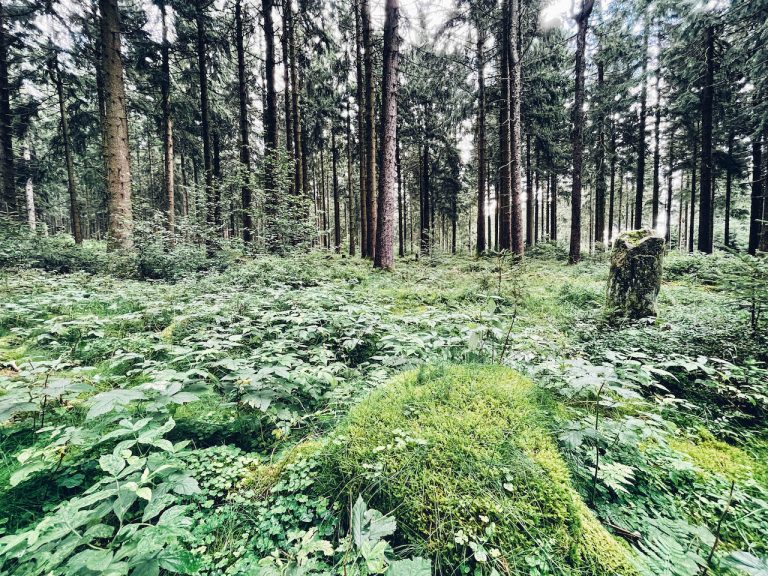 Thüringer Wald - Wald