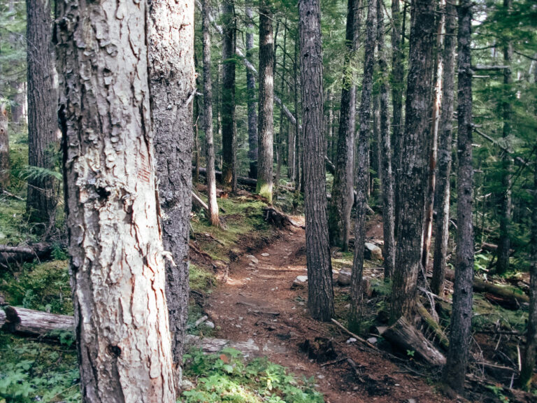 Trails in Revelstoke